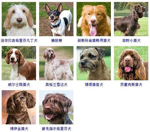 宠物起名公狗名字大全（宠物起名公狗名字大全四个字）