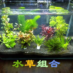 水草批发公司起名字大全（水草批发市场进货渠道）