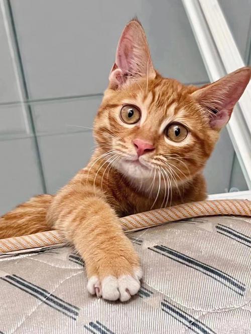 橘猫宝宝起名字可爱（橘猫取名字洋气的）