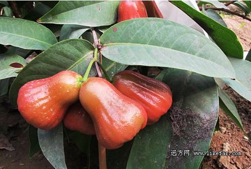 南方水果大全及名称（南方的水果大全）