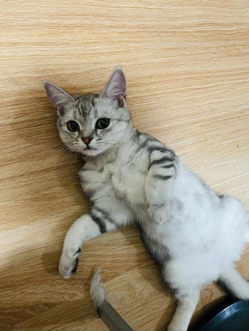 公猫起名字大全（公猫起名字大全可爱）