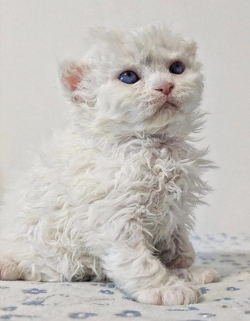 猫咪起名蒙语名字大全（蒙古猫咪）