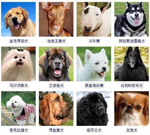 起名狗狗名字大全集（狗狗名字大全旺财来福）