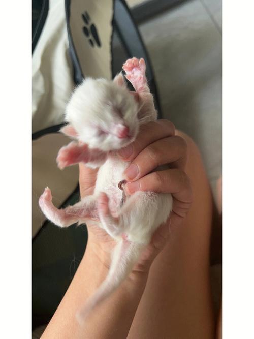 猫生宝宝起名字（猫生宝宝的叫声）