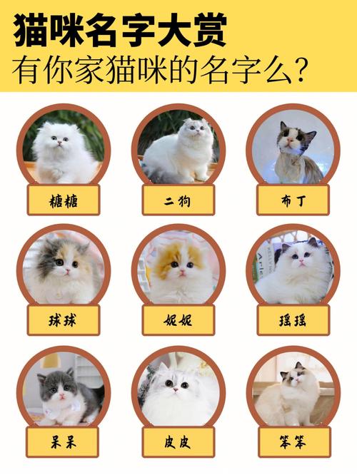 猫咪起名思路的名字大全（猫咪起名最常用的名字）