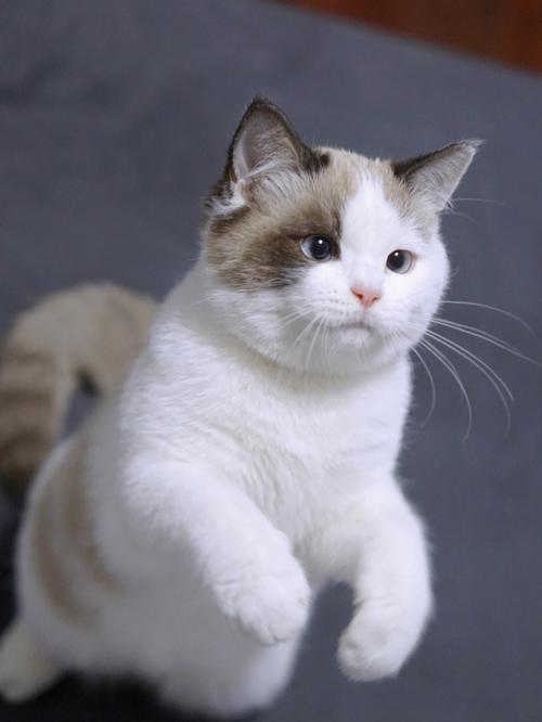 猫咪起名思路的名字大全（猫咪起名最常用的名字）