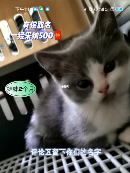猫咪起名思路的名字大全（猫咪起名最常用的名字）