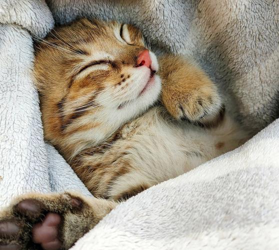给虎猫咪起名字大全洋气（虎皮猫起名）