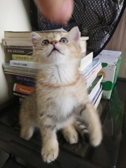 给虎猫咪起名字大全洋气（虎皮猫起名）