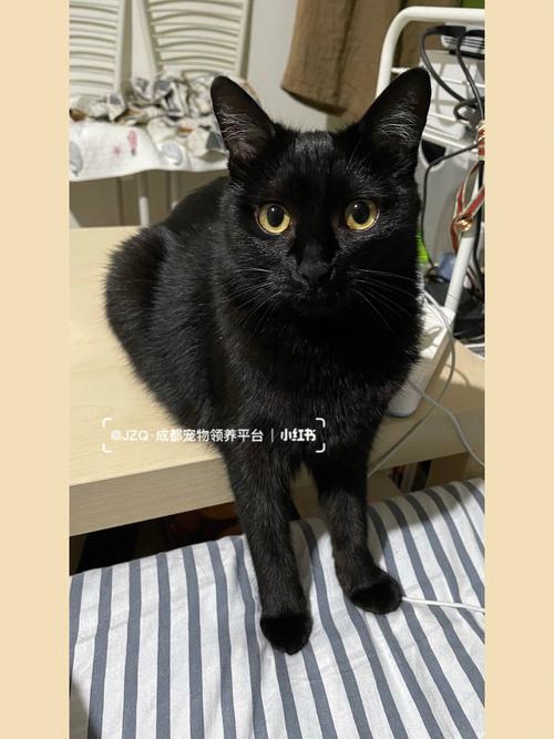 黑猫咪妹妹起名字公司（黑猫猫取名）