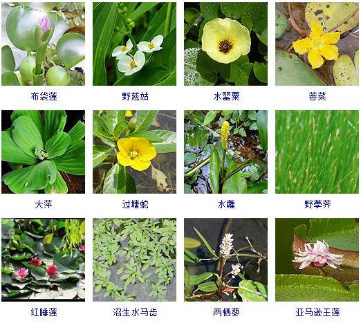 水生植物公司起名字大全（水生植物公司排行榜）