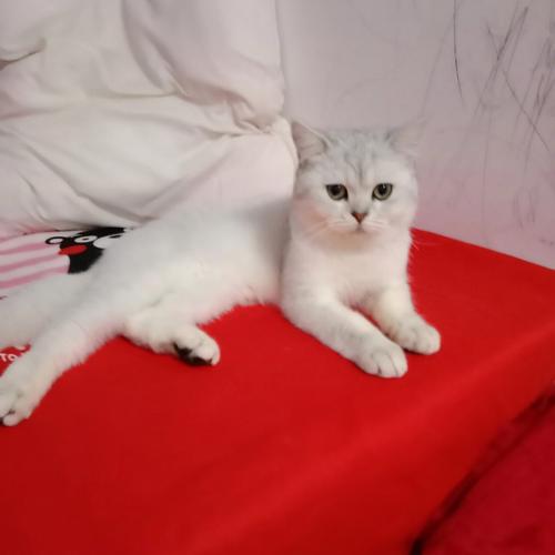 白花猫起名字大全（白猫花卉图片）