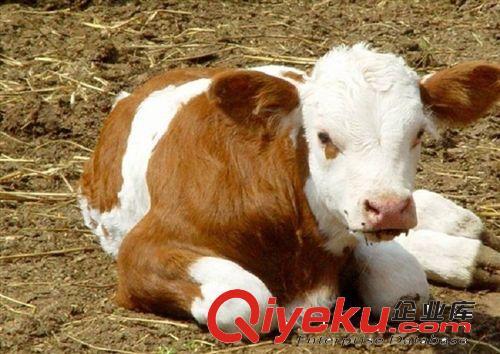 小牛犊起名字大全（给小牛犊取名字有哪些好听的）