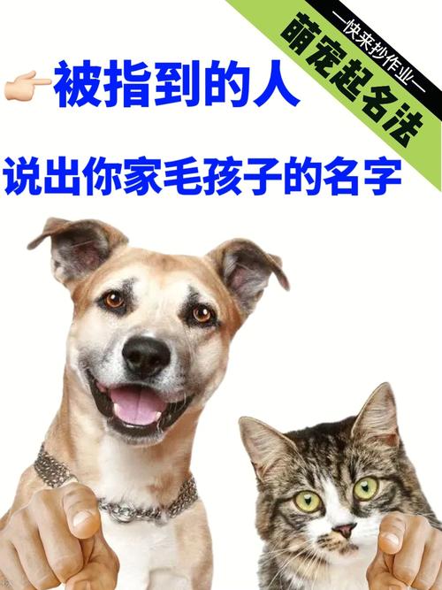 猫咪起名推荐男孩名字大全（猫咪取什么名字男孩）