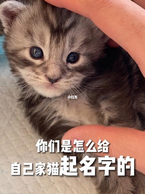 猫咪起名推荐男孩名字大全（猫咪取什么名字男孩）