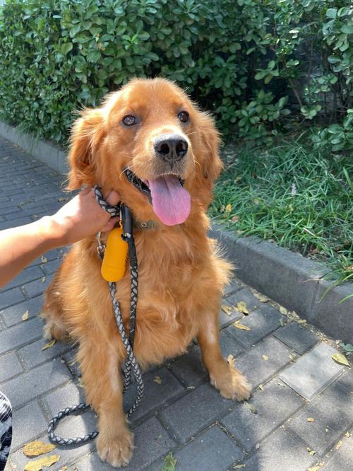 金毛幼犬起名字大全（金毛幼犬起个名）