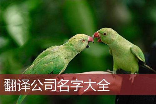 鸟取名字店铺起名大全（鸟起名字应该起咋样起）