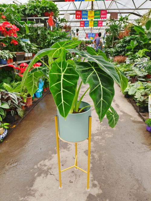 芋头绿植店铺起名字大全（芋头绿植店铺起名字大全四个字）