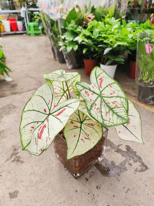 芋头绿植店铺起名字大全（芋头绿植店铺起名字大全四个字）