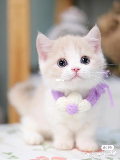 姓林猫咪起名字大全（姓林猫咪起名字大全男）