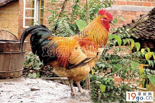 土鸡养殖名字大全起名（土鸡养殖企业名称）