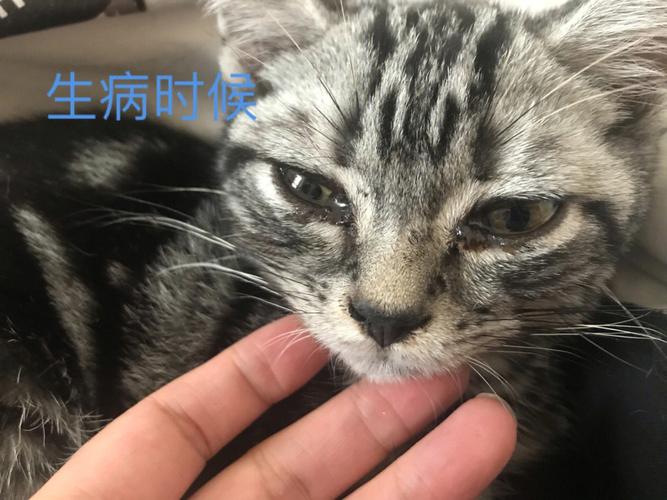 体弱多病的猫咪起名字大全（体弱多病的猫能养活吗）