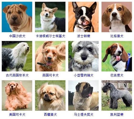 澳洲狗狗起名字大全（澳洲宠物品牌）