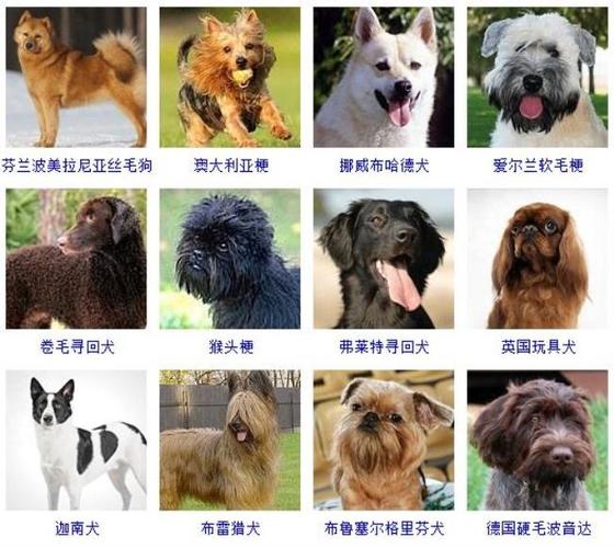 澳洲狗狗起名字大全（澳洲宠物品牌）
