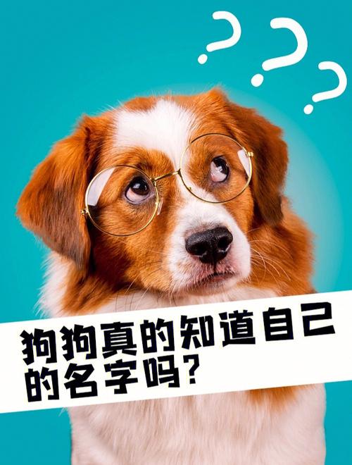 狗狗起名字男宝宝（狗狗起名字男宝宝）