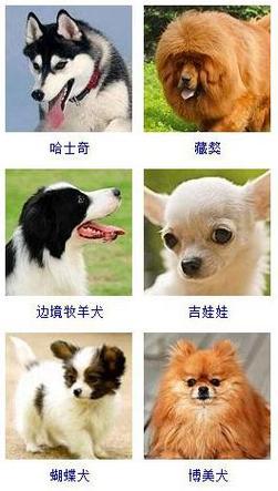 怎么给自家小狗起名字大全（给我家小狗起个好听的名字）