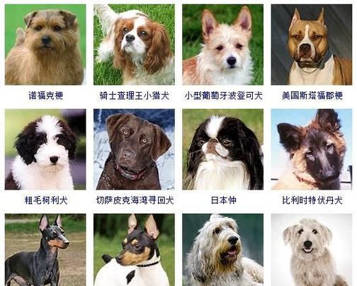 怎么给自家小狗起名字大全（给我家小狗起个好听的名字）