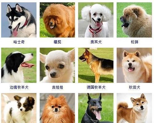 狗狗起名挣钱的名字大全（想给狗狗起个名字来财）