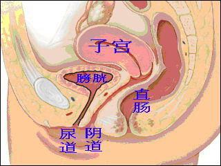 女生殖器官实图_