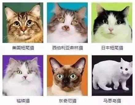 猫咪的品种_猫咪的品种有哪些