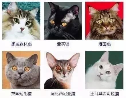 猫咪的品种_猫咪的品种有哪些