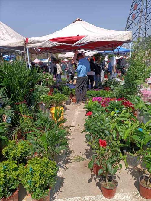 花鸟鱼虫_花鸟鱼虫市场