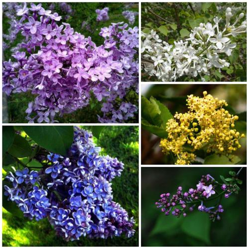 色丁香花_
