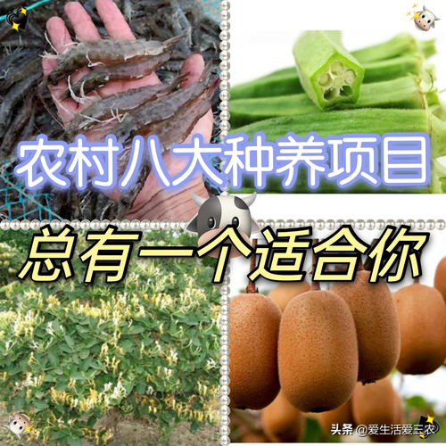 适合农村的致富项目_适合农村的致富项目有哪些