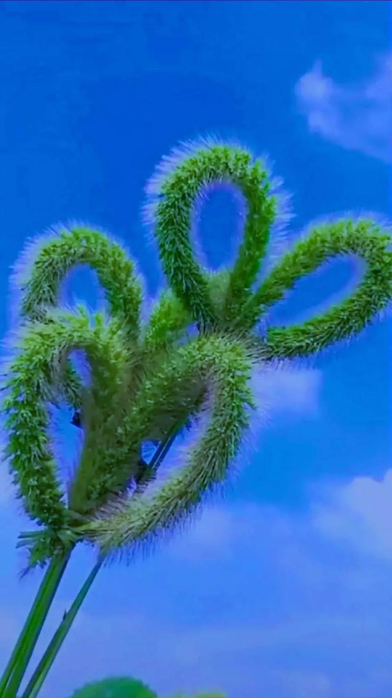 狗尾巴草的花语_狗尾巴草的花语和寓意
