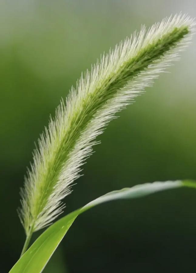 狗尾巴草的花语_狗尾巴草的花语和寓意