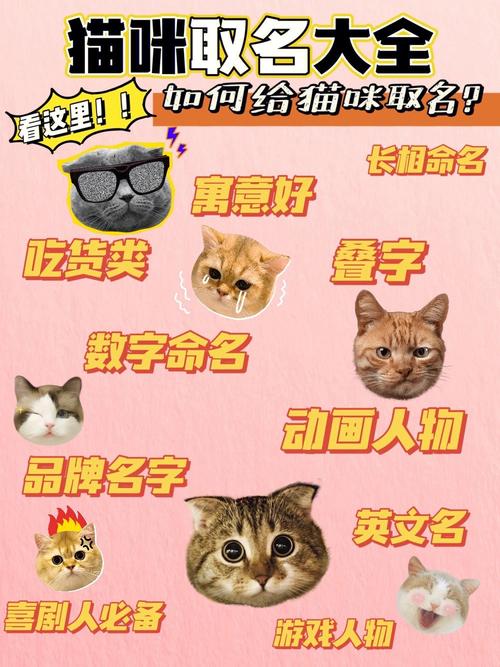 一家猫狗店铺起名字大全（一家猫狗店铺起名字大全集）