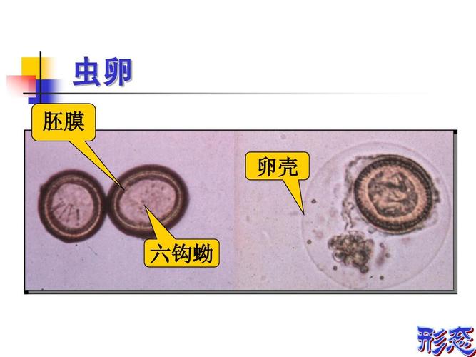 蚴_蚴怎么读