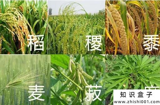 菽是什么_菽是什么农作物