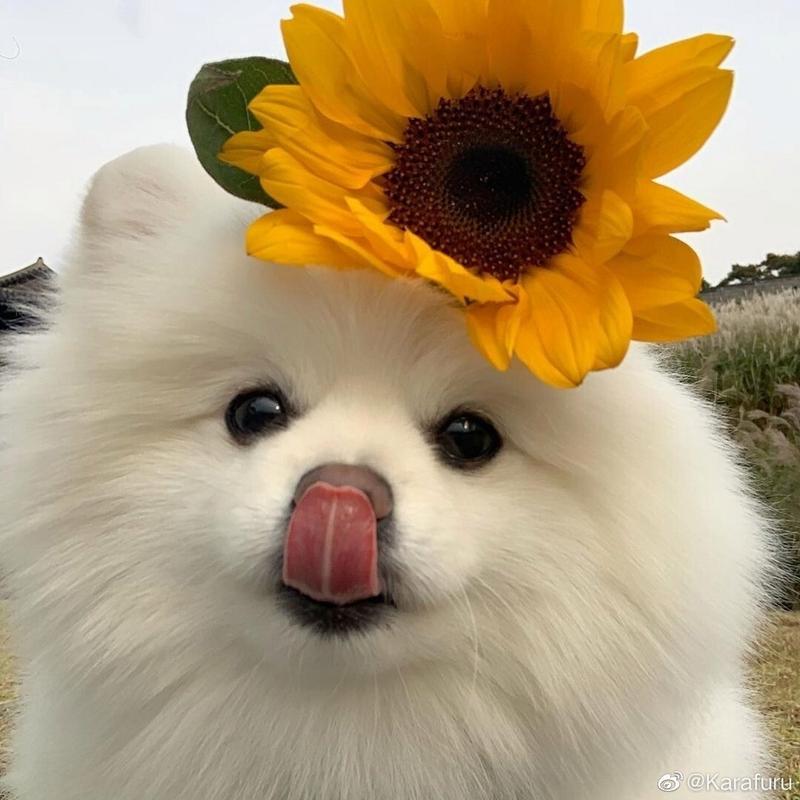 小头像_小狗头像