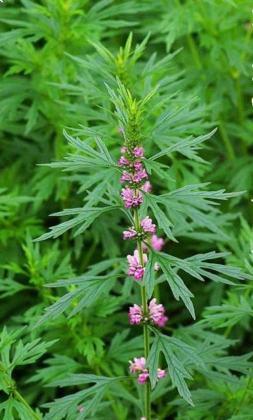 益母草图片_益母草图片大全高清图片
