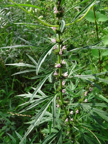 益母草图片_益母草图片大全高清图片