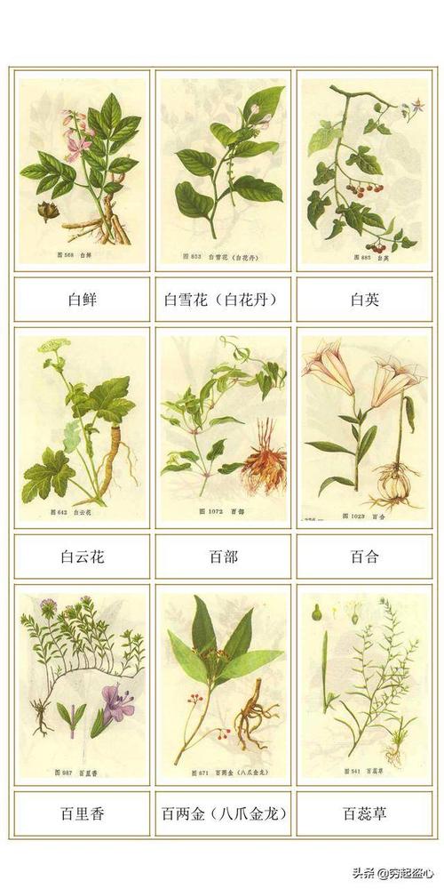 中草药名称_中草药名称大全3000种