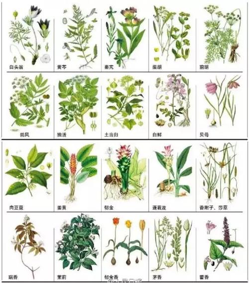 中草药名称_中草药名称大全3000种