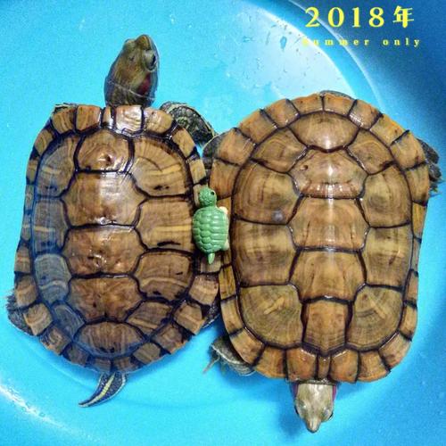 梦见乌龟是什么意思_梦见乌龟是什么意思有什么预兆