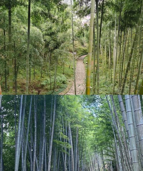 茂林修竹_茂林修竹的意思